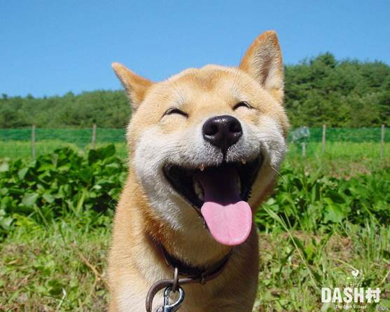 Happy Dog image